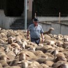 Un rebaño de 2.500 ovejas atraviesa León buscando pastizales al norte de la provincia
