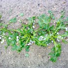 Daños por pedrisco en un campo de cultivo