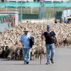 Un rebaño trashumante atraviesa la ciudad de León el pasado 12 de junio. Otro partirá de Salamón el próximo domingo.