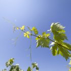 Señorío de Avellaneda SL quiere transformar 160 hectáreas de secano entre Soria y Burgos para viñedo.