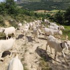 Llegada del rebaño de Gonzalo Díez a los montes burgaleses del Geoparque de Las Loras donde se está llevando a cabo esta experiencia piloto
