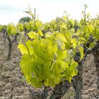 Cepa de brotes nuevos en viñedo