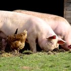 Dos cerdos hozan junto a cuatro gallinas en las instalaciones de una granja ganadera