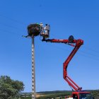 Investigan la muerte de varias cigüeñas blancas en Sopeña de Carneros (León)