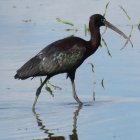 Ejemplar de morito, un ave que habita en las lagunas de Castilla y León.