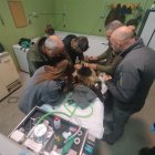 Reintroducida en el medio natural la osezna Alba