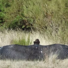 Iregua, el tercer buitre negro riojano nacido este siglo, ya sobrevuela la Sierra de la Demanda tras superar una caída