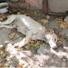 Uno de los perros encontrados en Nava de la Asunción.