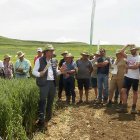 Los campos de ensayo de la cooperativa Bureba Ebro permiten probar la productividad y resistencia de una amplia variedad de semillas certificadas.