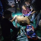 Veterinarios atienden al ciervo tras dormirlo para curarlo y sacarlo del aparcamiento

El ciervo que se coló en el aparcamiento de San Martín, en el centro de Zamora, será liberado en una zona natural tras haber sido finalmente rescatado y curado de varios cortes sufridos en su huida por la ciudad.

SOCIEDAD 
AYUNTAMIENTO DE ZAMORA