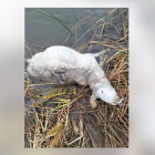 Uno de los carneros atacados por el lobo en una explotación ganadera de Muñoz, en Salamanca.