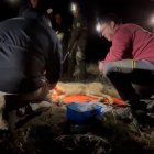 Plan de captura y marcaje del lobo ibérico