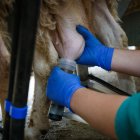 Ganado ovino en una explotación de Castilla y León