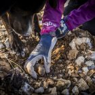 Recogiendo trufas en una finca de la provincia.