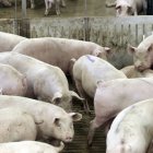 Castilla y León cuenta con un censo de 3,8 millones de cabezas de porcinos