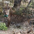 Una hembra de lince, cuando fue liberada en Astudillo (Palencia).