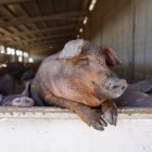 Explotación de ganado porcino en Cogeces del Monte