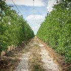 Finca de manzanas de Nufri en La Rasa