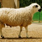 Ejemplar de ovino ojalado tradicional de Soria y Segovia