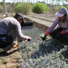 Una pareja de horticultores en un vivero.