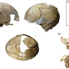 Una imagen de los restos hallados