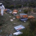 Los apicultores de San Emiliano (León) ven “una clara injusticia” en las compensaciones que reciben por los daños provocados por el oso pardo