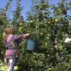 Recogida de manzanas en El Bierzo, en una imagen de archivo.