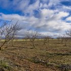 Plantación de pistachos en Villafuerte de Esgueva, en una imagen de archivo.