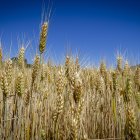 Campo de trigo en la provincia de Soria.