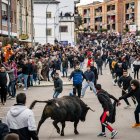 Miles de personas asisten a la celebración del Toro de San Sebastián en Ciudad Rodrigo (Salamanca)