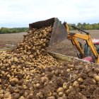 Recogida de patatas en una finca en Castilla y León, en una imagen de archivo