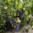 La Conferencia Sectorial de Agricultura inyecta 46,6 M€ para la promoción en terceros países