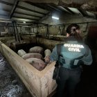 Un agente de la Guardia Civil en la explotación inundada.