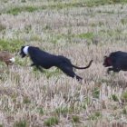 Una collera de galgos en la Cuesta de los Picos en el nacional de 2026