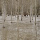 Desbordamiento de ríos en varias localidades de la comarca del Bierzo