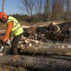 Un operario trocea chopos, en una imagen de archivo