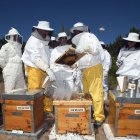 Una explotación apícola en Castilla y León, en una imagen de archivo.