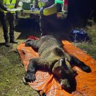Radiomarcaje de ejemplares de oso pardo en Castilla y León.