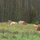 Rebaño de vacas en un prado de la localidad de Vilela (León).
