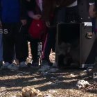 Momento de la suelta de los dos nuevos linces en el Cerrato palentino.-EUROPA PRESS