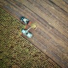 Campo de cultivo