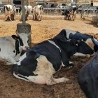 Vacas en una explotación agraria.