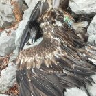 Ejemplar de quebrantahuesos muerto por electrocución en la vertiente leonesa de Picos de Europa
La Junta y la Fundación para la Conservación del Quebrantahuesos (FCQ) han instado a adoptar las medidas de seguridad correspondientes para evitar muertes de la especie por electrocución en el Parque Nacional de Picos de Europa tras localizar sin vida un ejemplar de esta especie por estas circunstancias.

SOCIEDAD 
FCQ