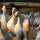 Una bandada de patos en una explotación ganadera