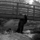 Oso pillado en los Picos de Europa.
