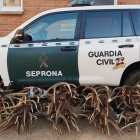 Astas de ciervo y gamo decomisadas por el Seprona en Zamora.