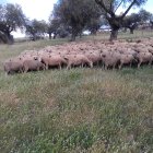 Los hermanos Pérez han terminado hace unos días de marcar a su rebaño.