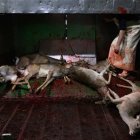 Imágenes que documentan la "matanza" de ciervos en Segovia

IGUALDAD ANIMAL