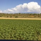 Imagen de un campo de girasol todavía en sus inicio con la siembra