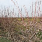 Explotación agrícola cercana a la capital palentina donde se experimenta con almendros